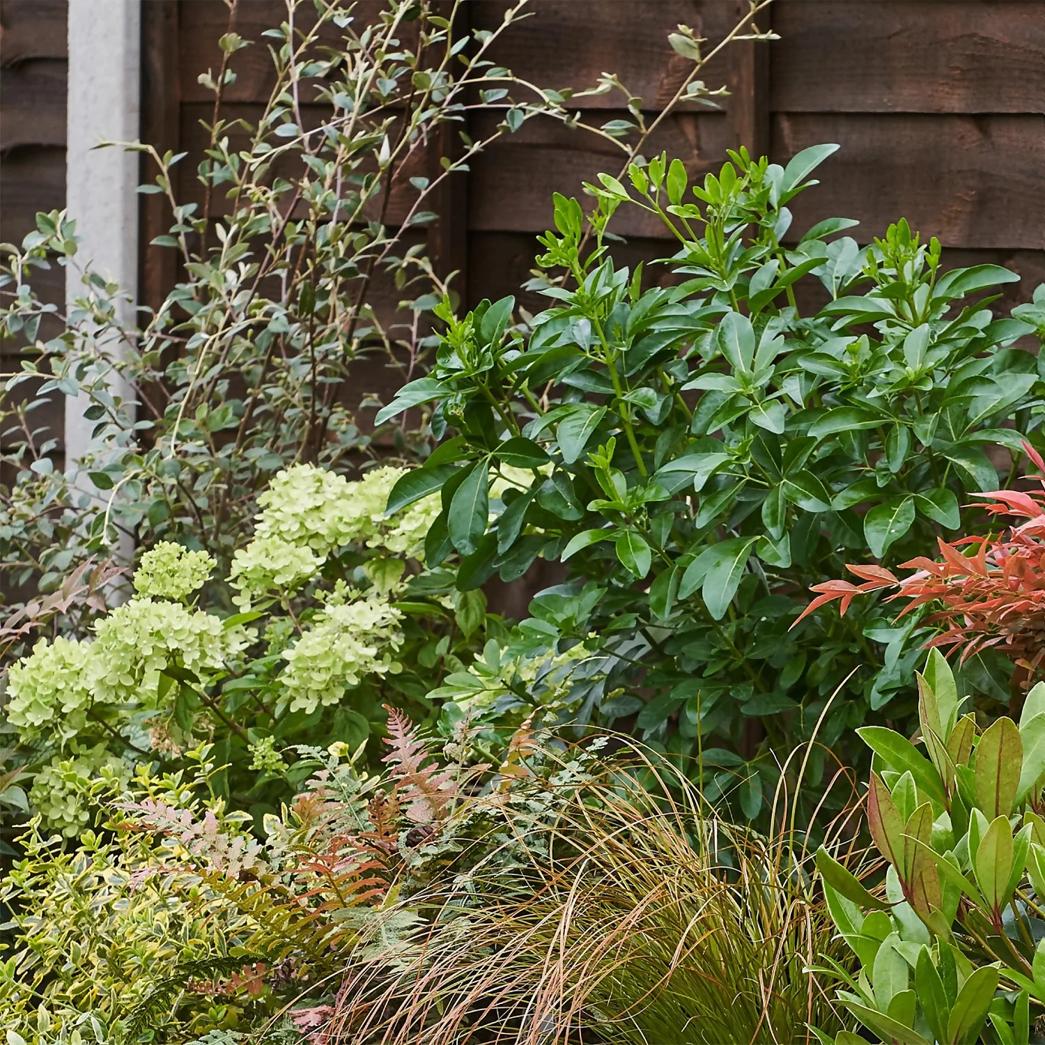 Evergreen Border Collection - 3m X 90cm - Image 5