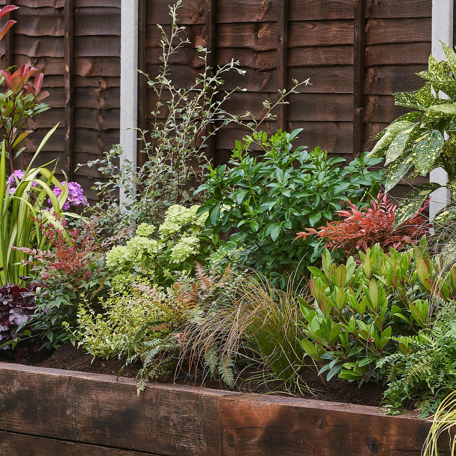 Evergreen Border Collection - 3m X 90cm