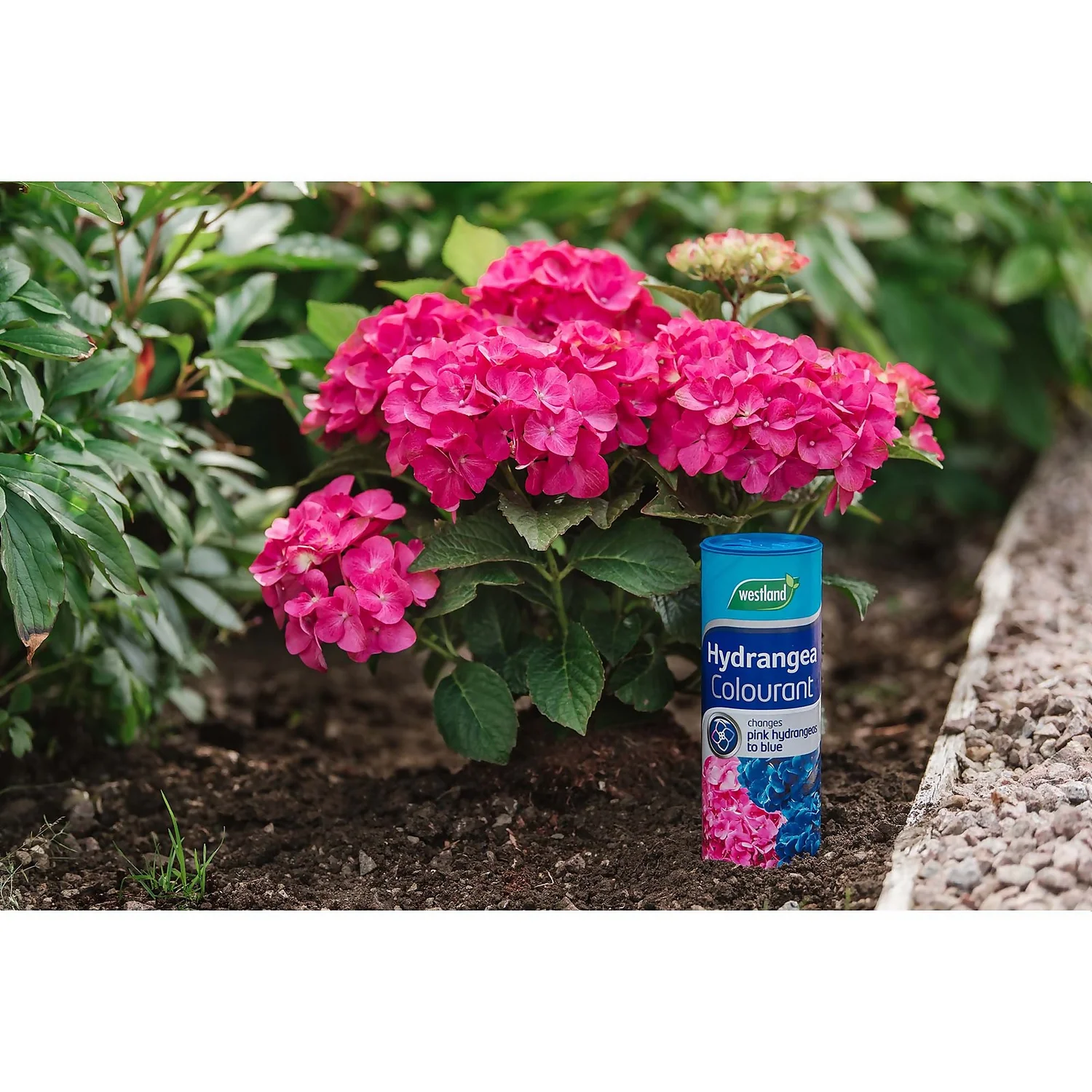 Westland Hydrangea Colourant - 500g - Image 2