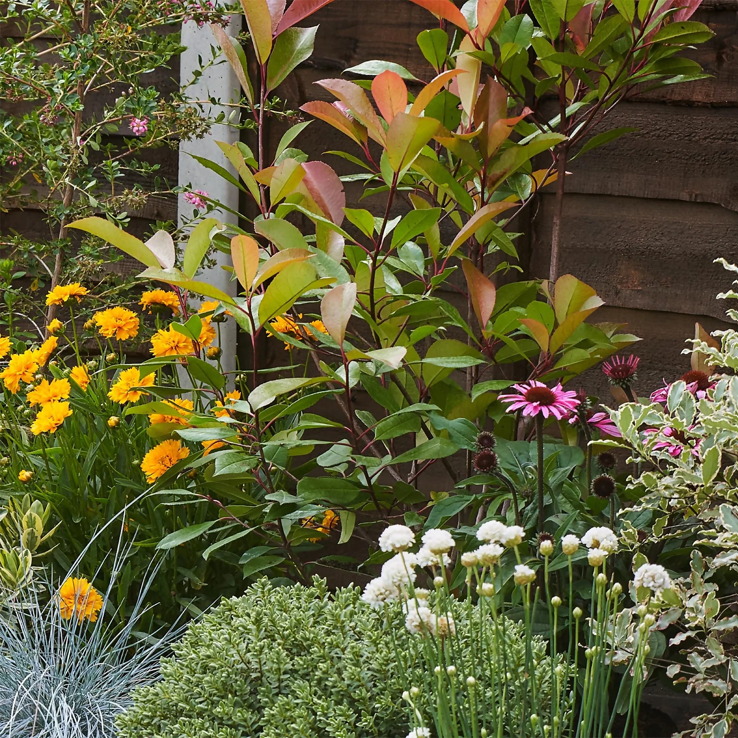 Sunny Border 8m X 40cm - Image 6