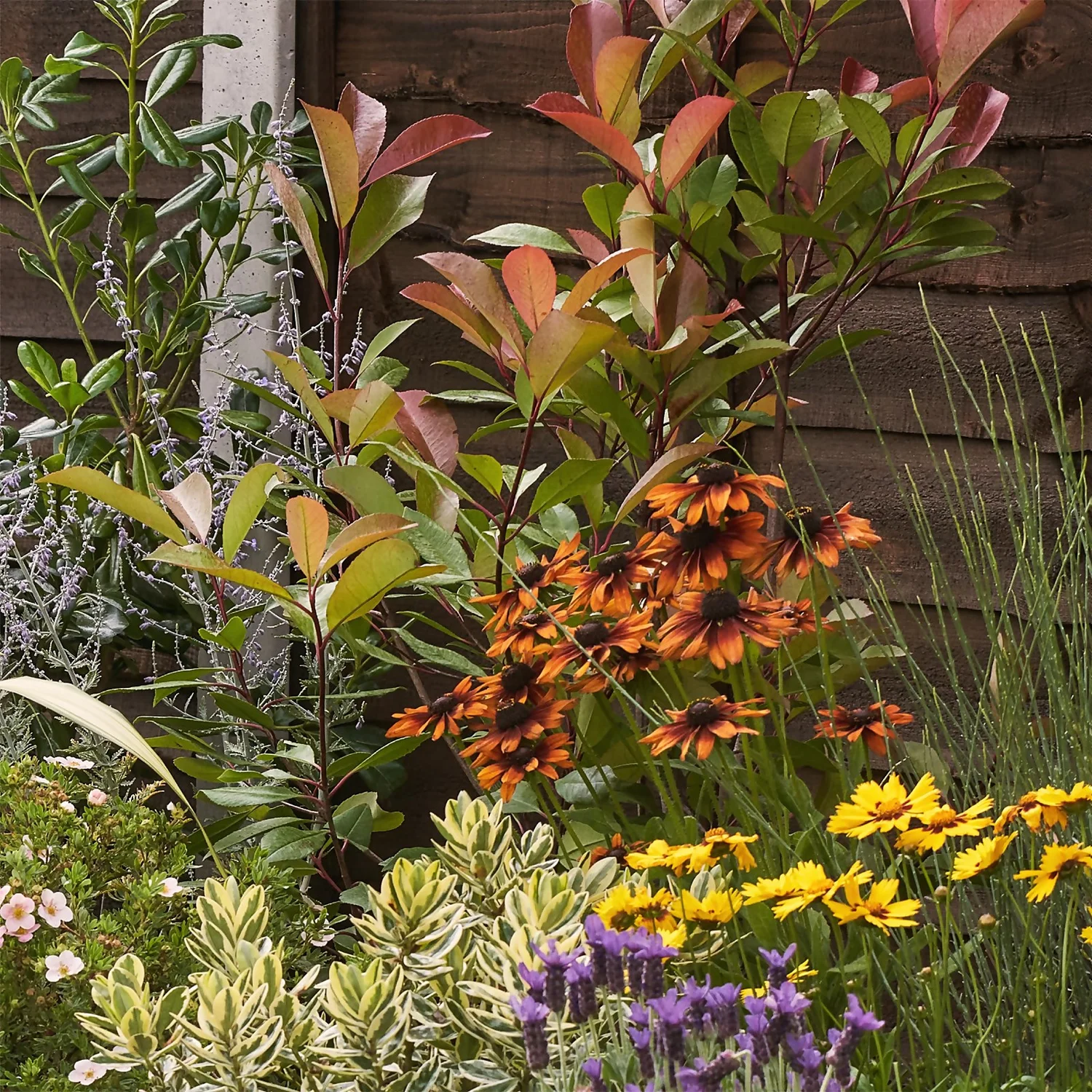 Mediterranean Border 4m X 120cm - Image 6