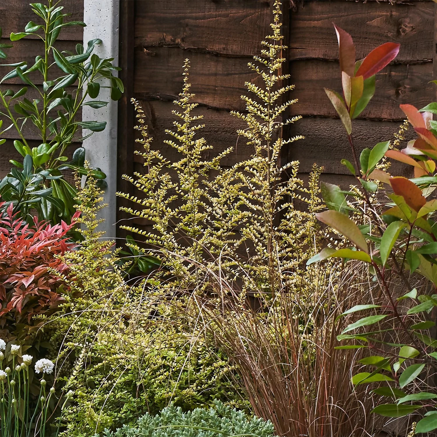 Garden On A Roll Eco Border - 3m X 90cm - Image 6