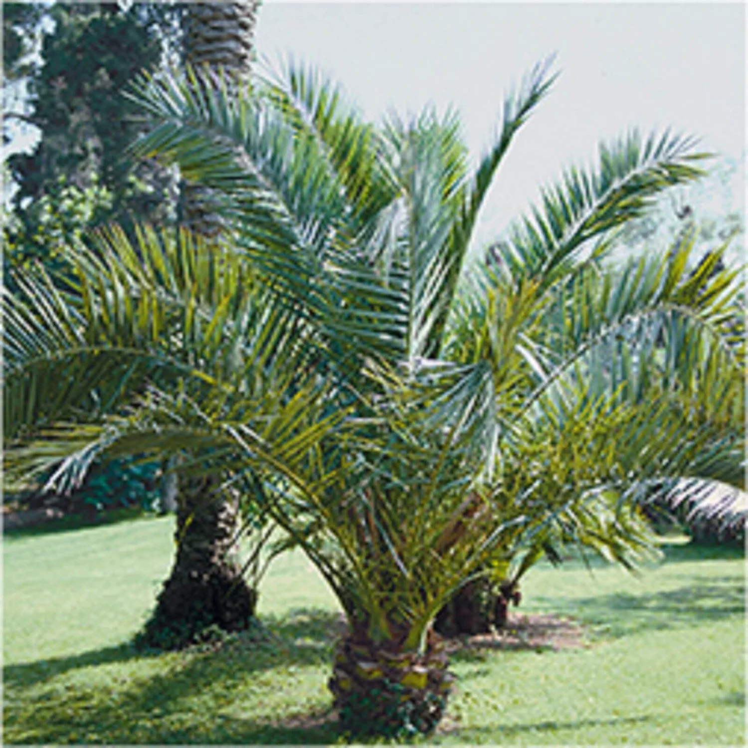 Phoenix Canariensis Canary Island Date Palm 18cm - Image 2