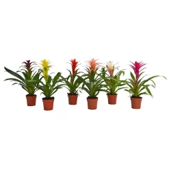 None Guzmania Mix - 12cm