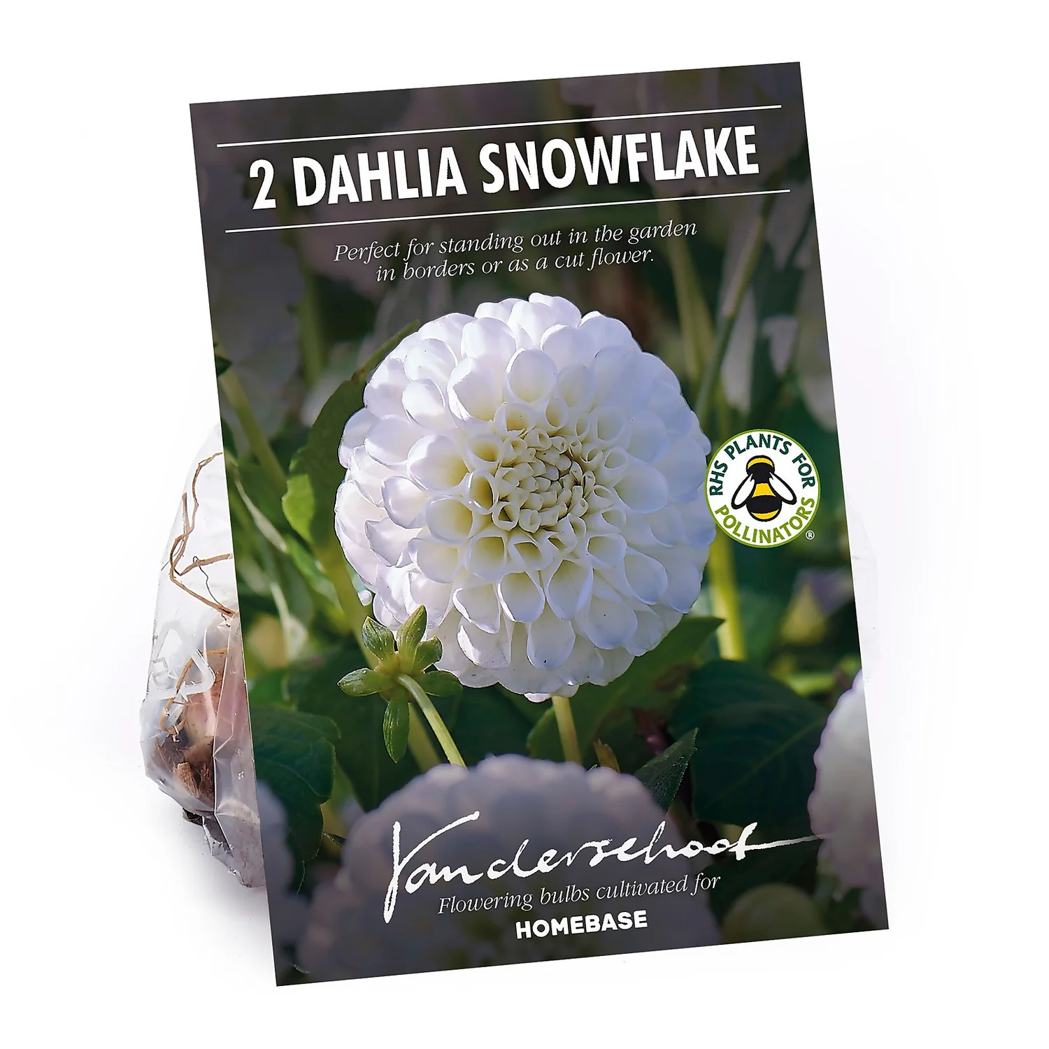 None Pompon Dahlia Snowflake Flower Bulbs
