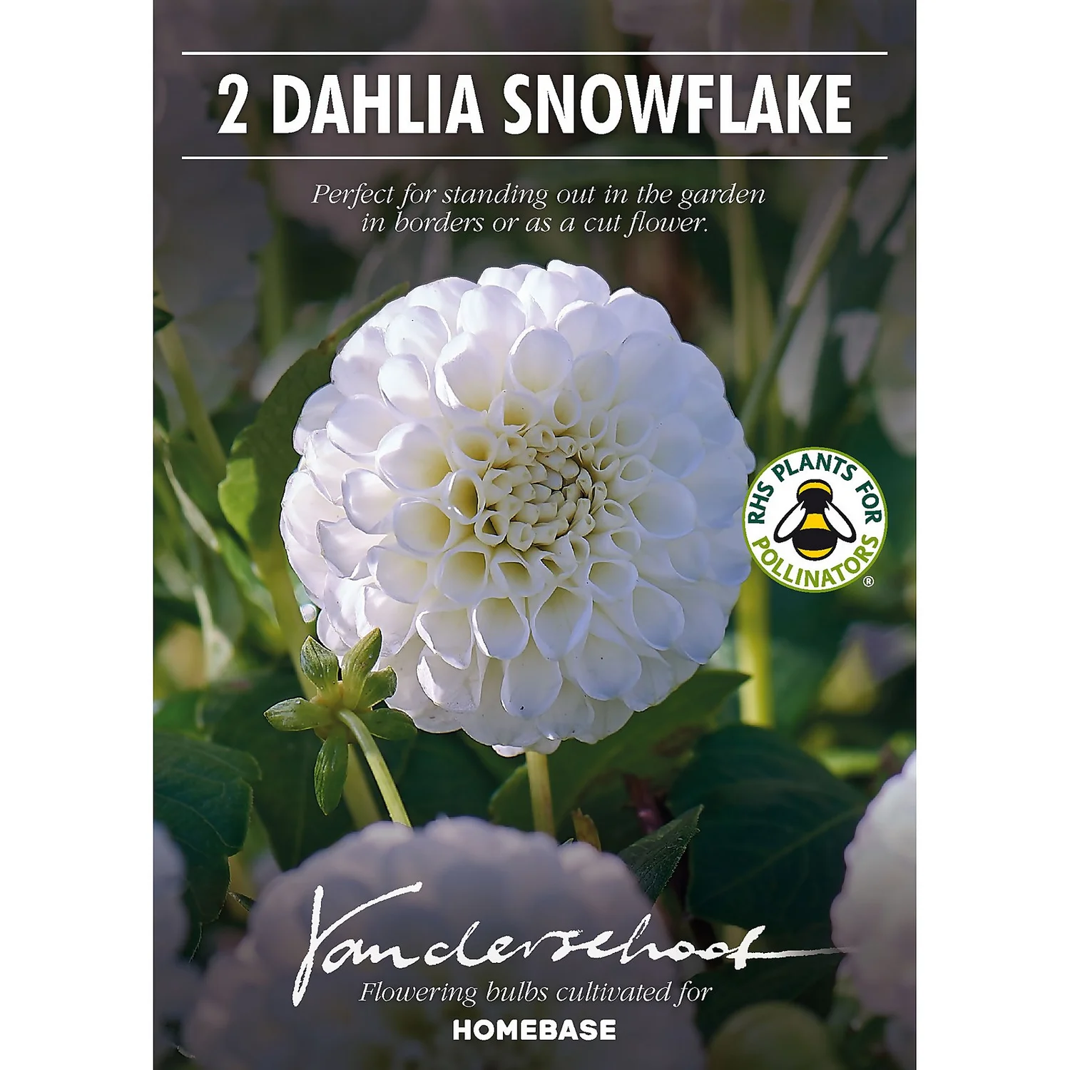 None Pompon Dahlia Snowflake Flower Bulbs - Image 2