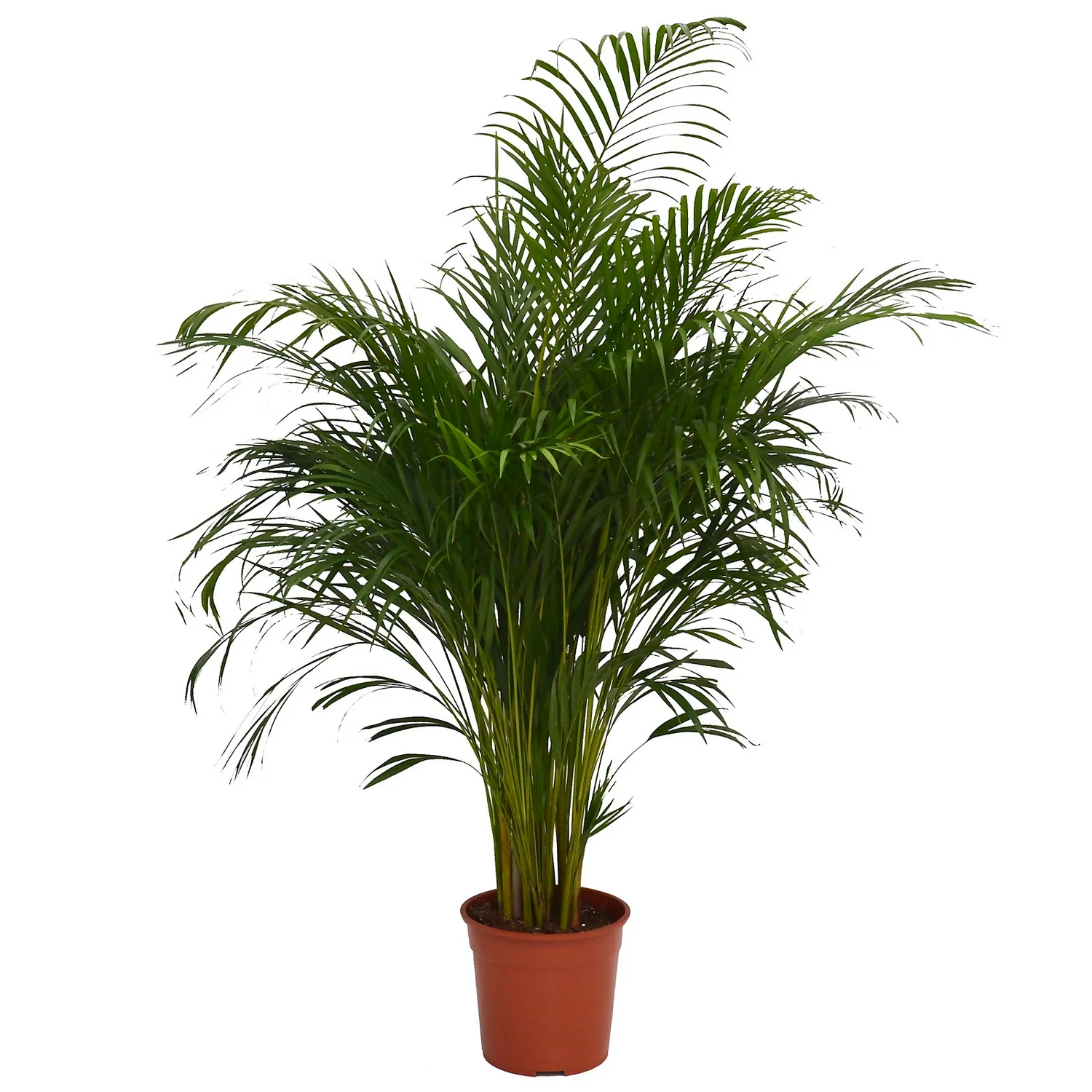 Areca Palm (Butterfly Palm) Houseplant - 27cm