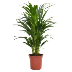 Areca Palm Dypsis Lutescens (Butterfly Or Golden Palm) In 17cm Pot