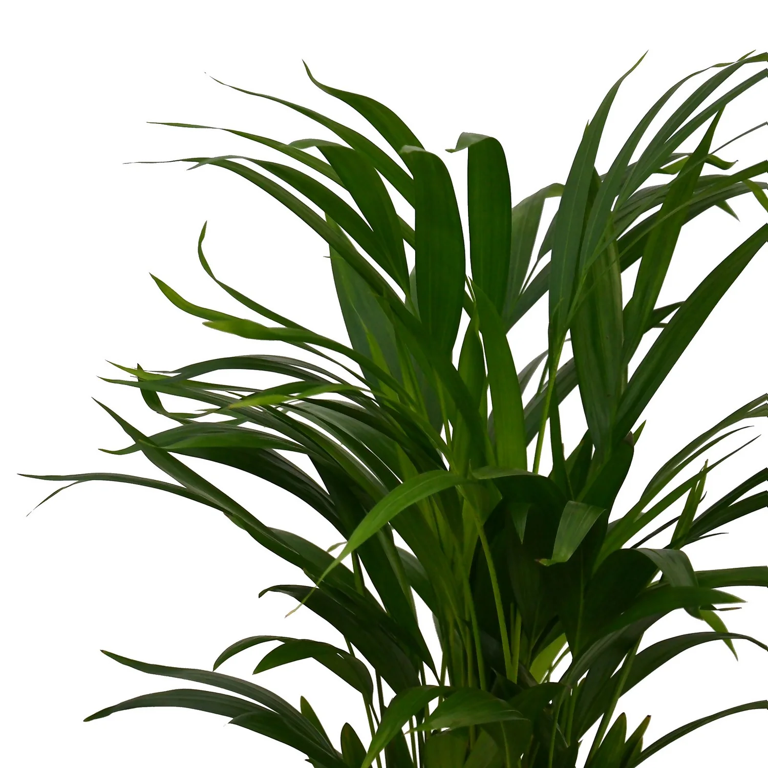 Areca Palm Dypsis Lutescens (Butterfly Or Golden Palm) In 17cm Pot - Image 2