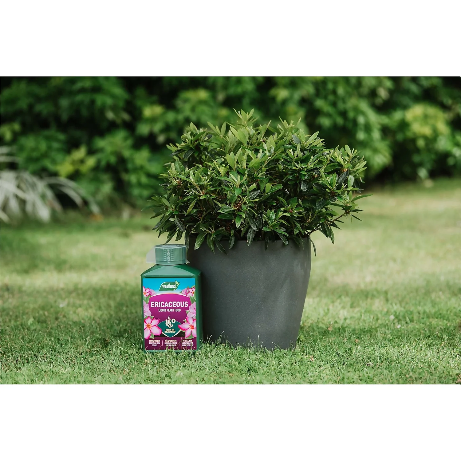 Westland Ericaceous Specialist Feed - 1l - Image 2