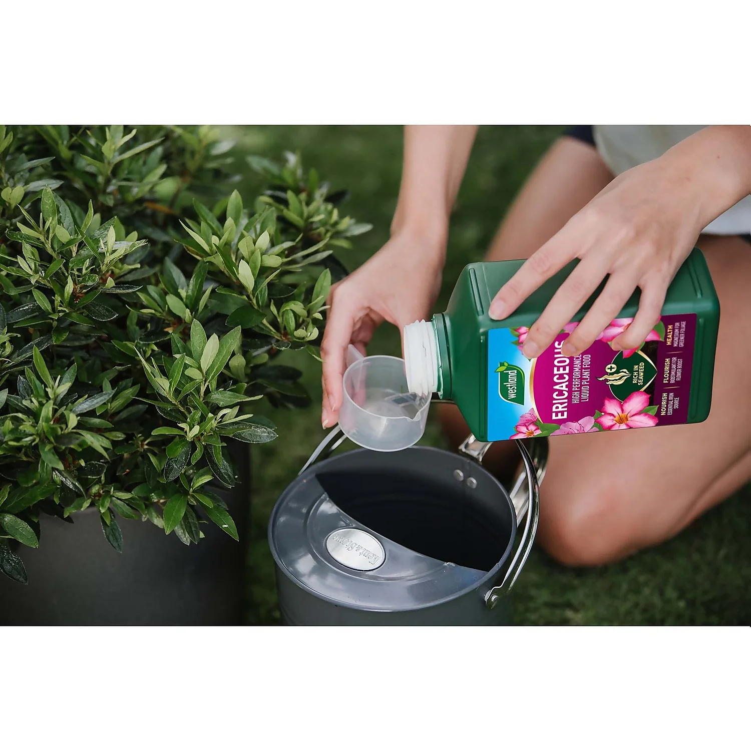 Westland Ericaceous Specialist Feed - 1l - Image 5