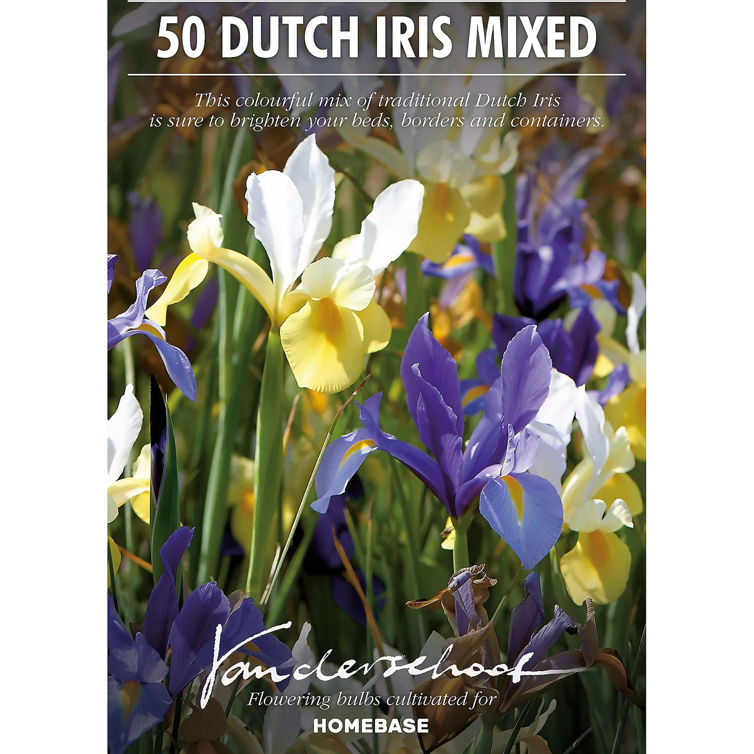 None Dutch Iris Mixed - Image 2