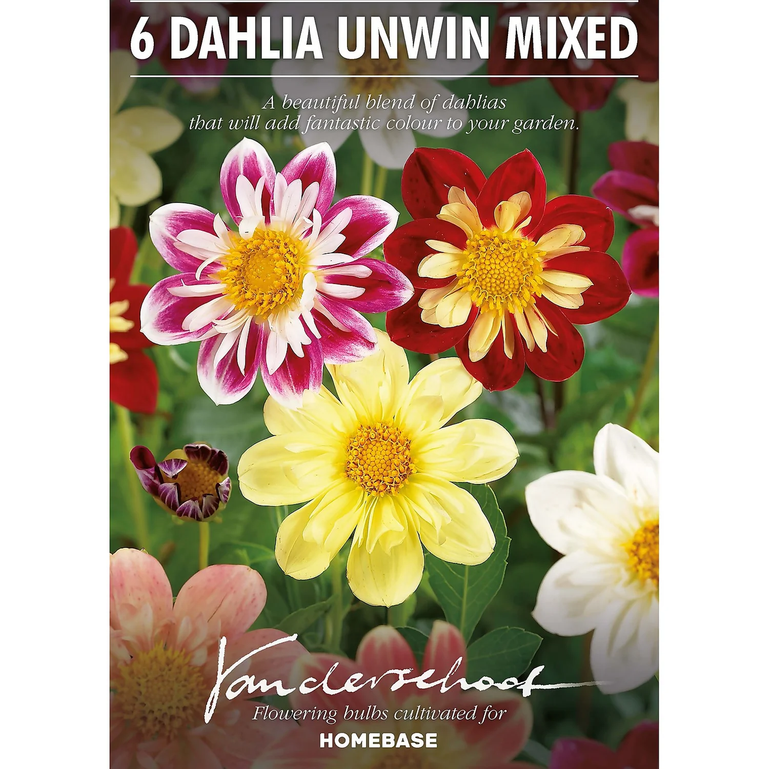 None Dahlias Unwinn Collorette Mixed - Image 2