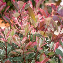 Photinia X Fraseri Pink Marble 10L