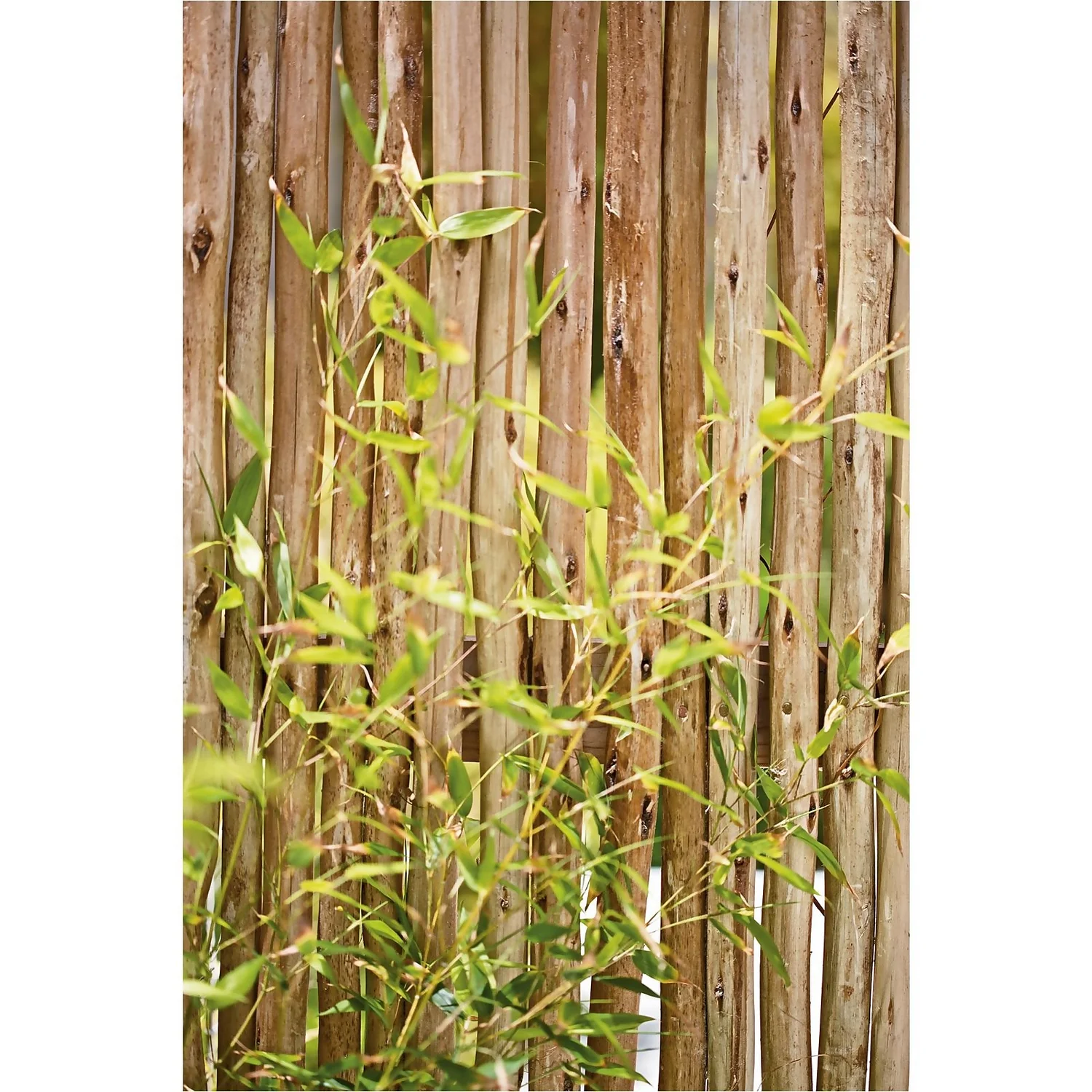 Bamboo Gold Phyllostachys Aureosulcata Aurea 10L - Image 2
