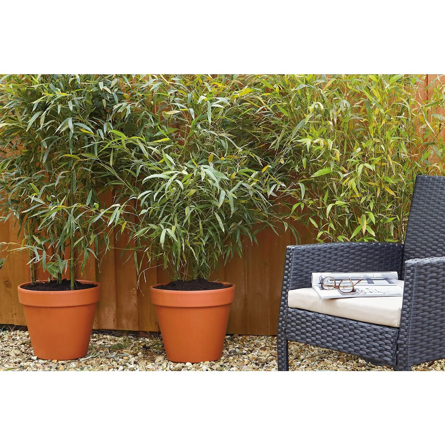 Bamboo Gold Phyllostachys Aureosulcata Aurea 10L - Image 3