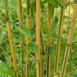 Bamboo Gold Phyllostachys Aureosulcata Aurea 10L