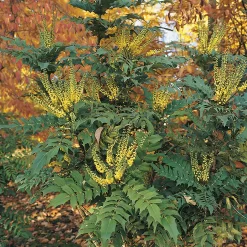 Mahonia X Media Charity 19cm