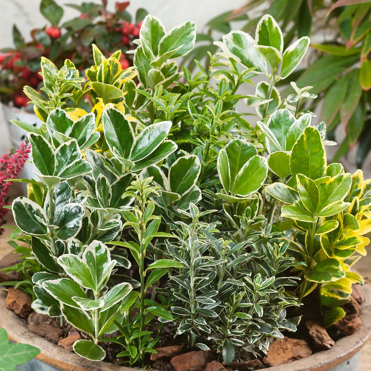 Euonymus Mix (Exclusive) 23cm - Image 2