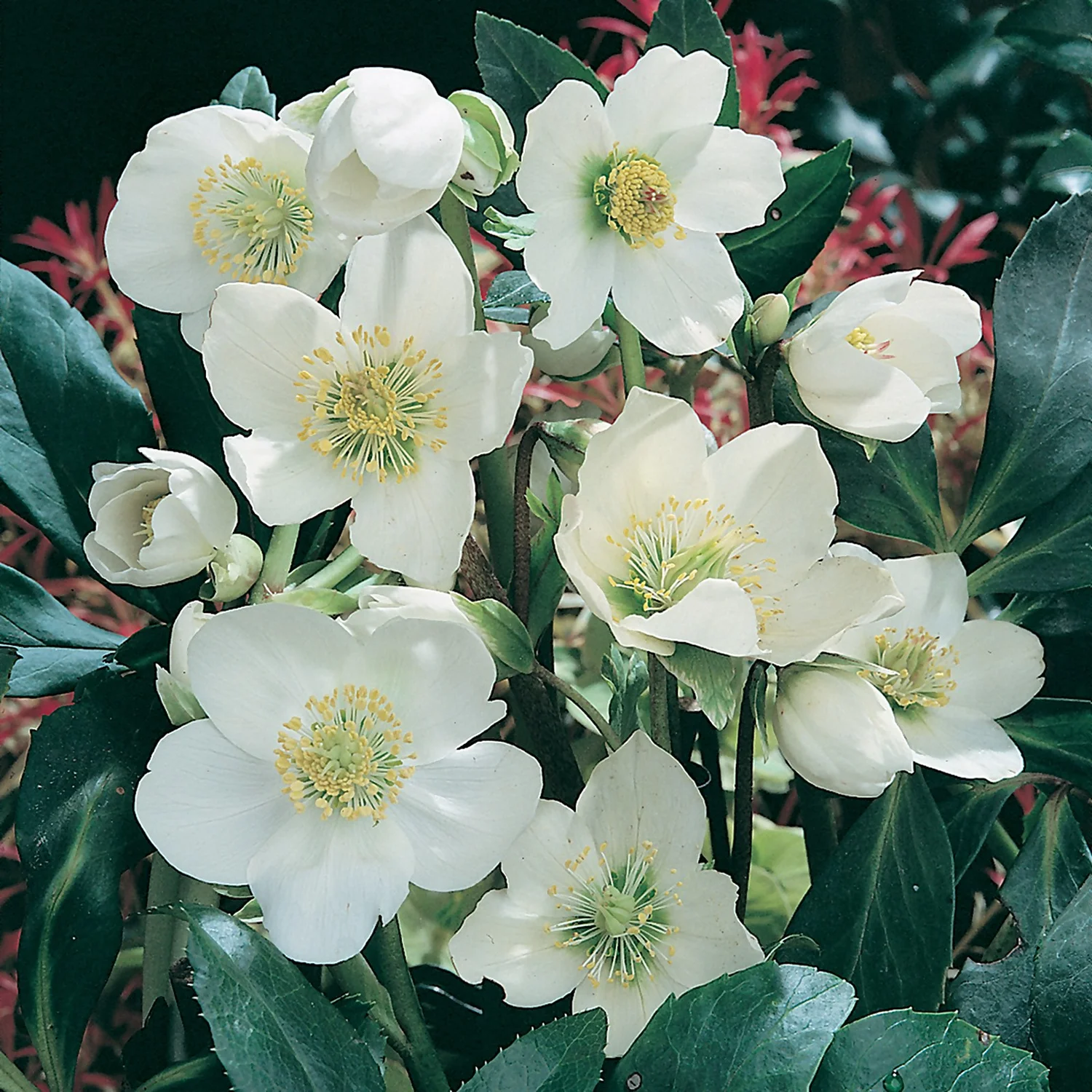 Helleborus Niger Christmas Carol 6 Pack