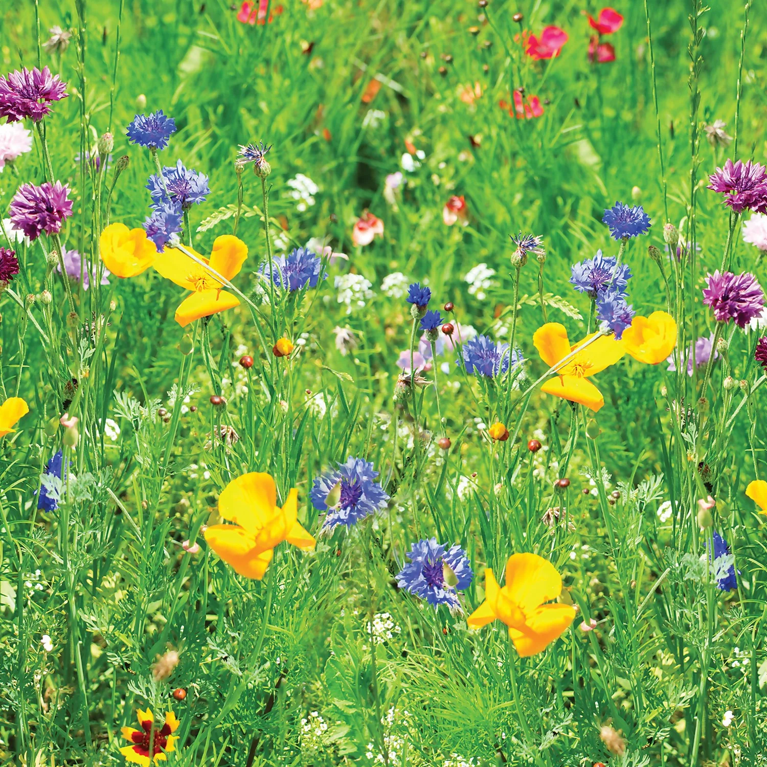 Westland Lawn Meadow Mix - 40m² - Image 2