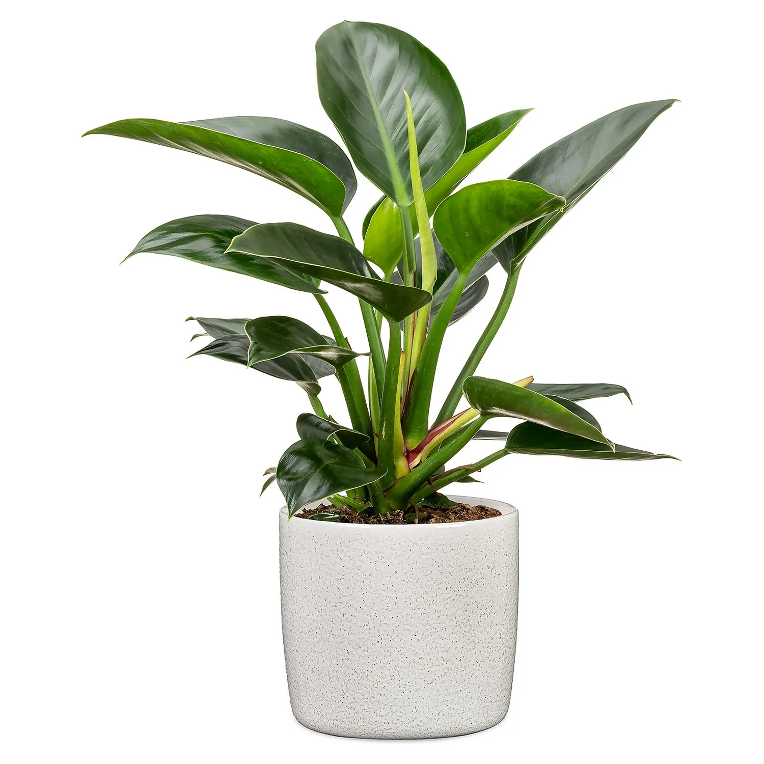 Perla White Plant Pot - 24cm - Image 2