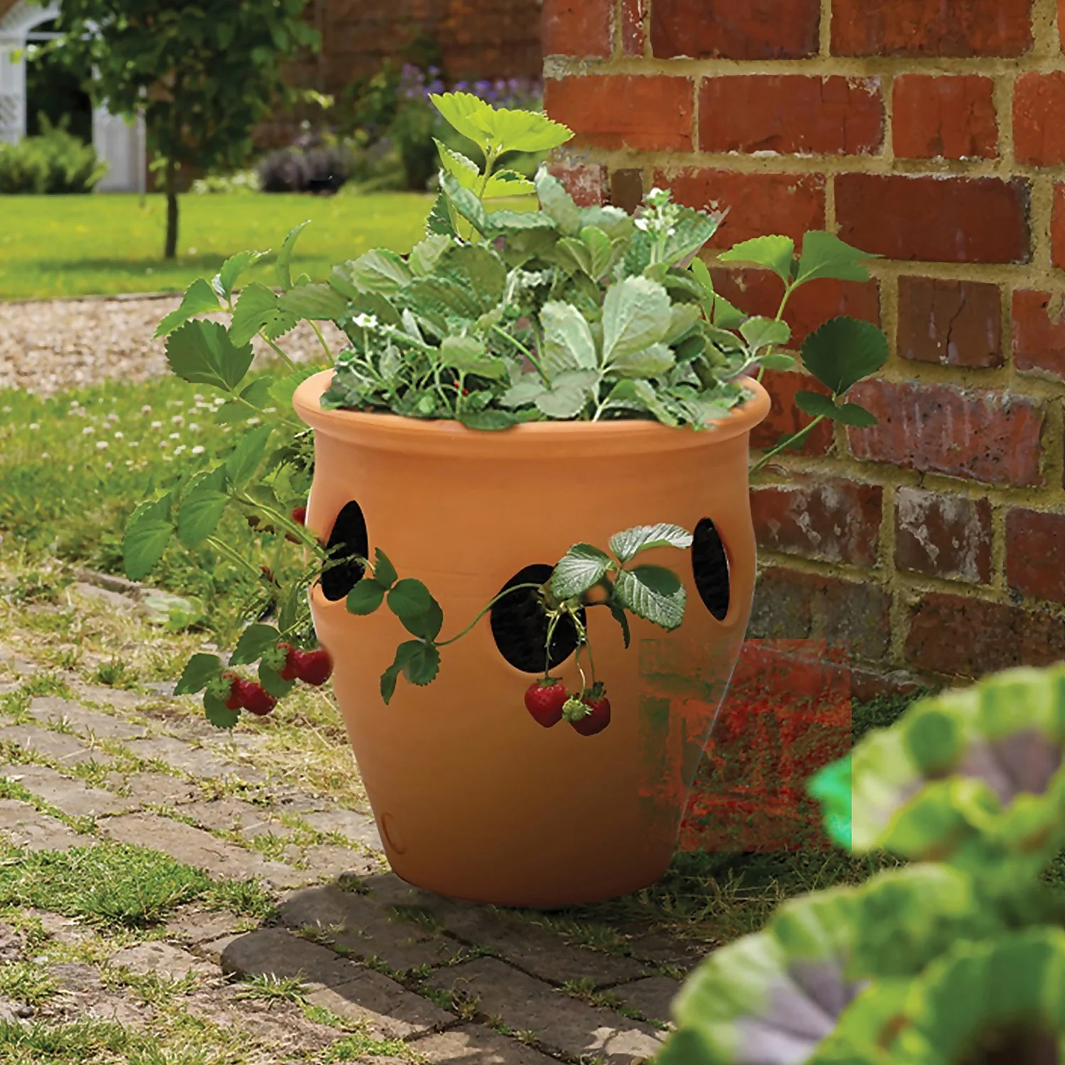 Herb Pot - 28cm - Image 2