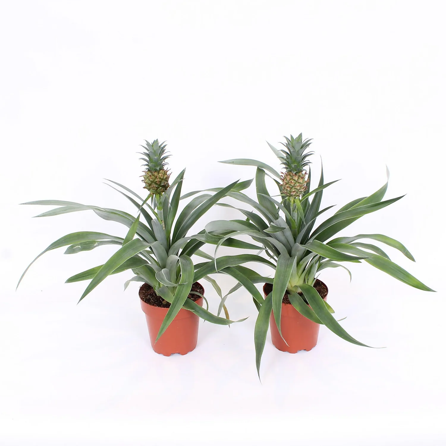 Pineapple 13 Cm