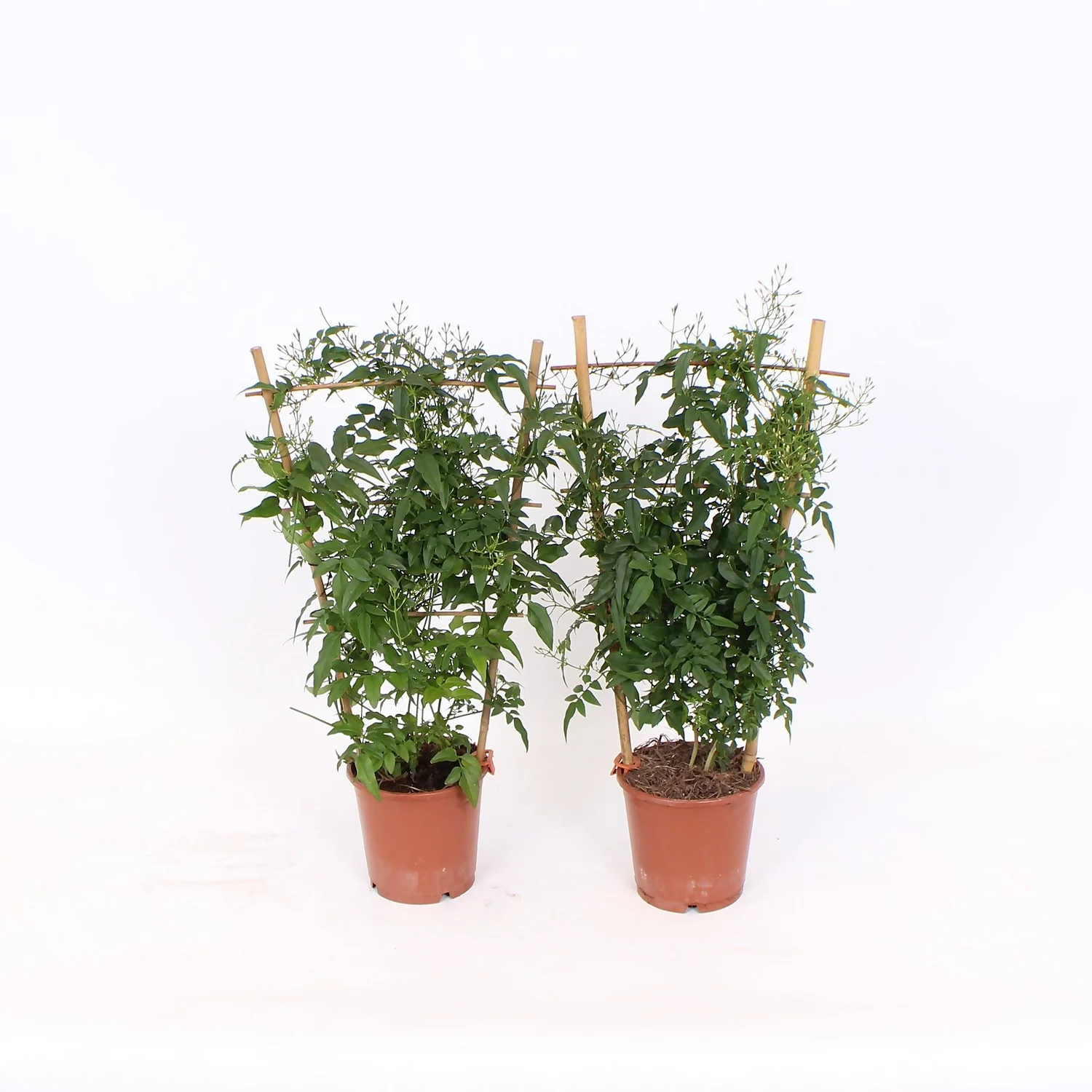 Jasmine Polyanthum 12cm Trellis