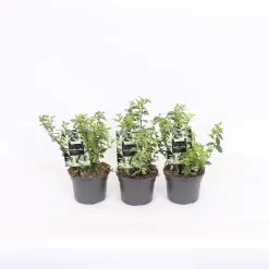 Euonymus Fortunei Harlequin 13cm