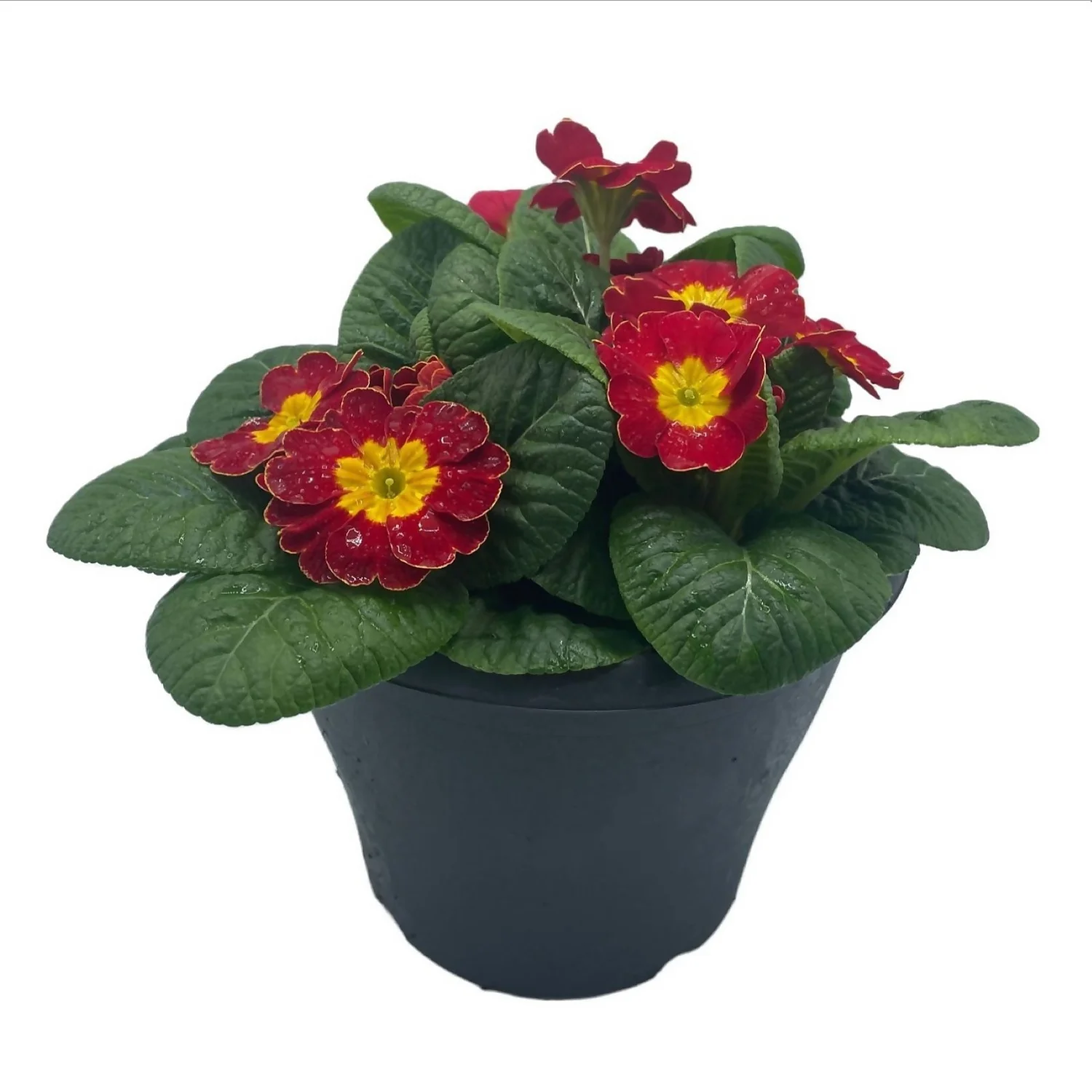 Ibiza Coloured Pot 21cm Primrose Spring - Image 2