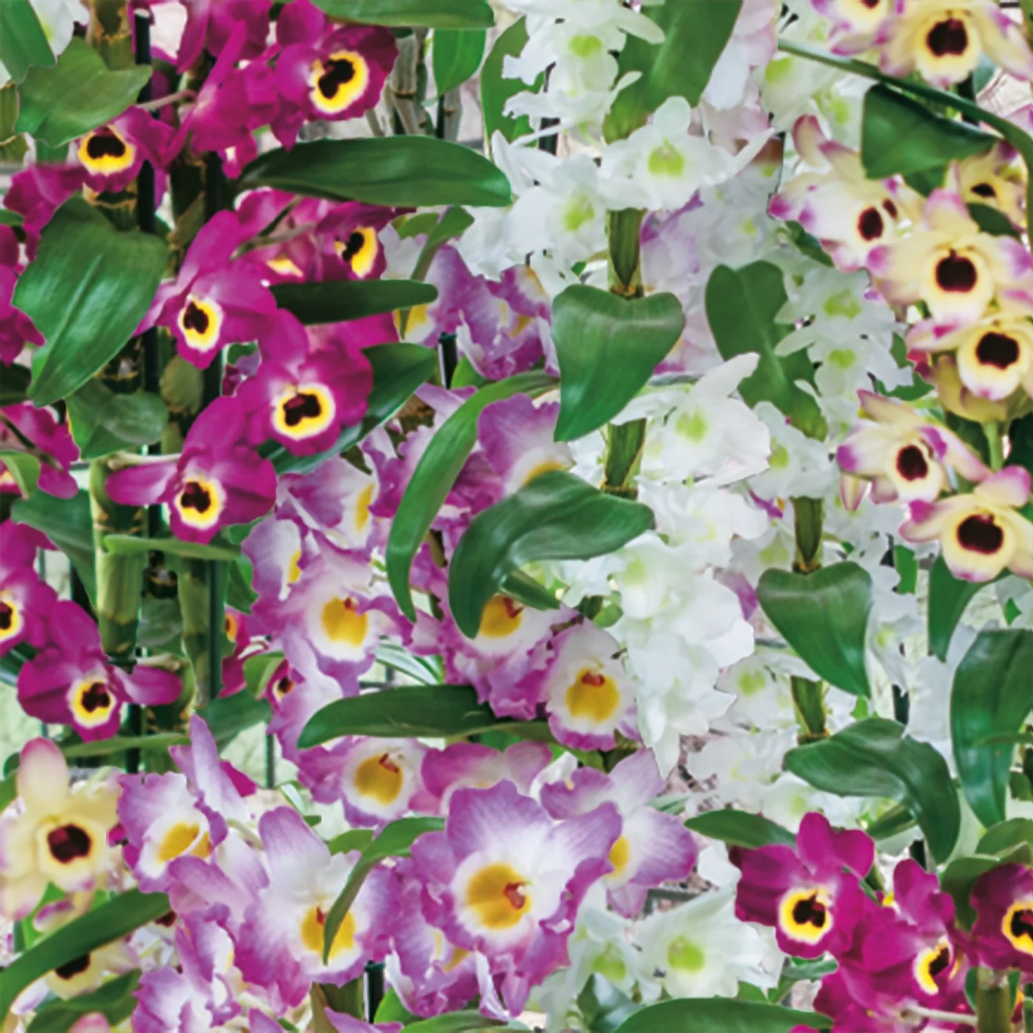 Dendrobium Nobile Mix - Image 2