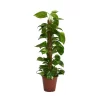 Scindapsus (Devils Ivy) 80cm Mosspole - Pot Size 19cm