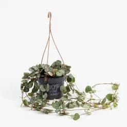 Ceropegia Woodii (String Of Hearts) In Hanging Basket