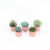 Succulents In Terracotta Pot 7 Cm