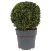 None Buxus Ball 3L