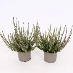 Calluna Vulgaris Mix - 9cm