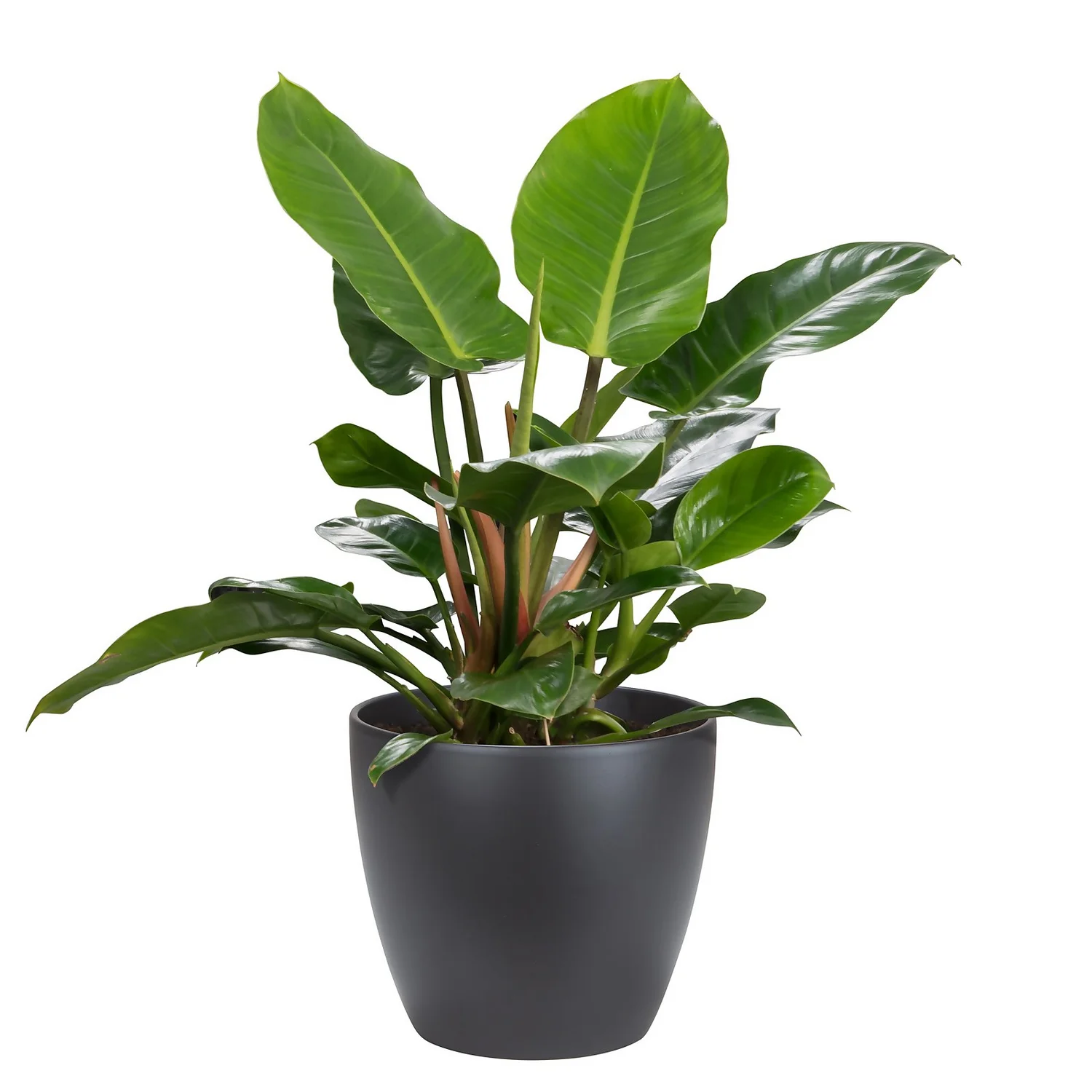 Scheurich Black Indoor Pot - 28cm - Image 3
