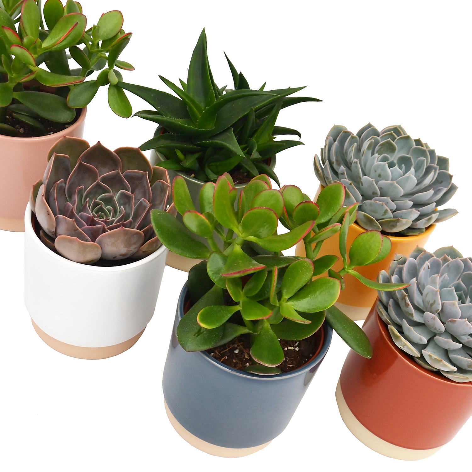 None Succulent In Eno Duo Pot - 13cm - Image 2