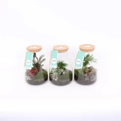 Terrarium Arrangement 17 Cm