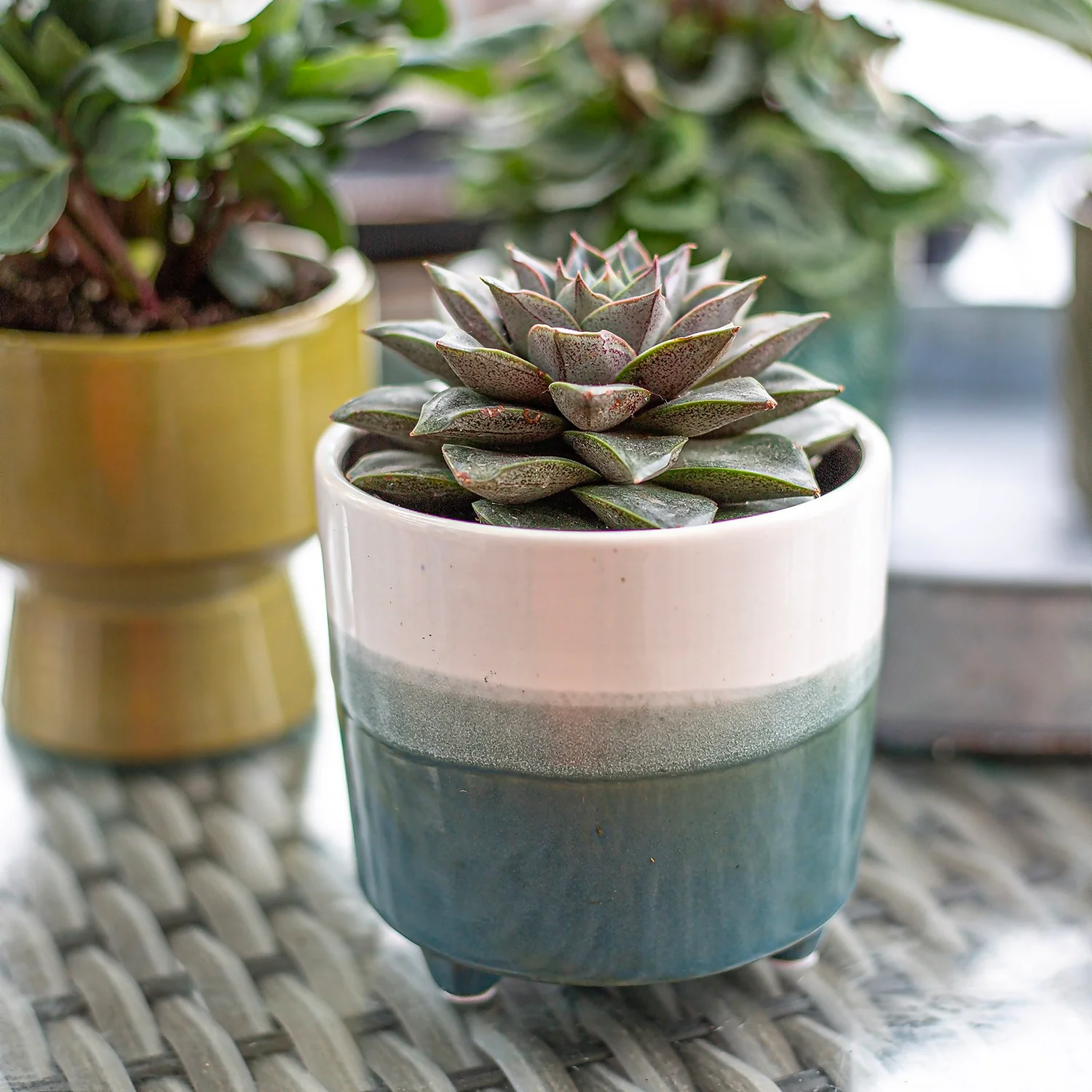 Two Tone Ombre Indoor Plant Pot - 12cm - Image 6
