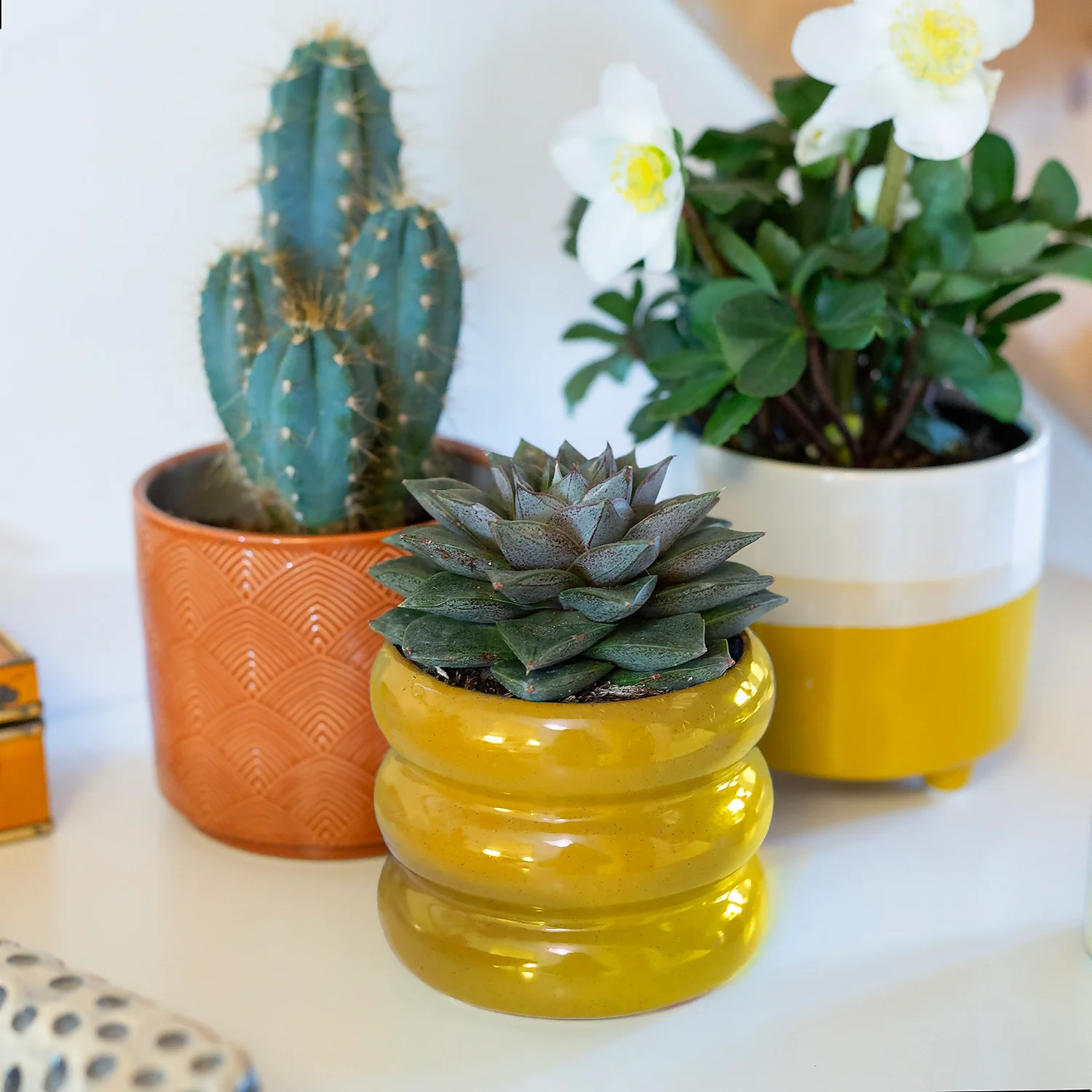 Two Tone Ombre Indoor Plant Pot - 12cm - Image 10