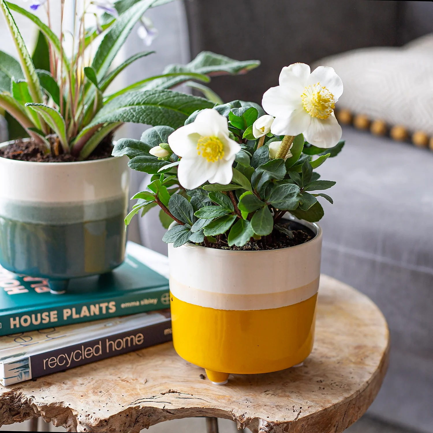 Two Tone Ombre Indoor Plant Pot - 12cm - Image 2