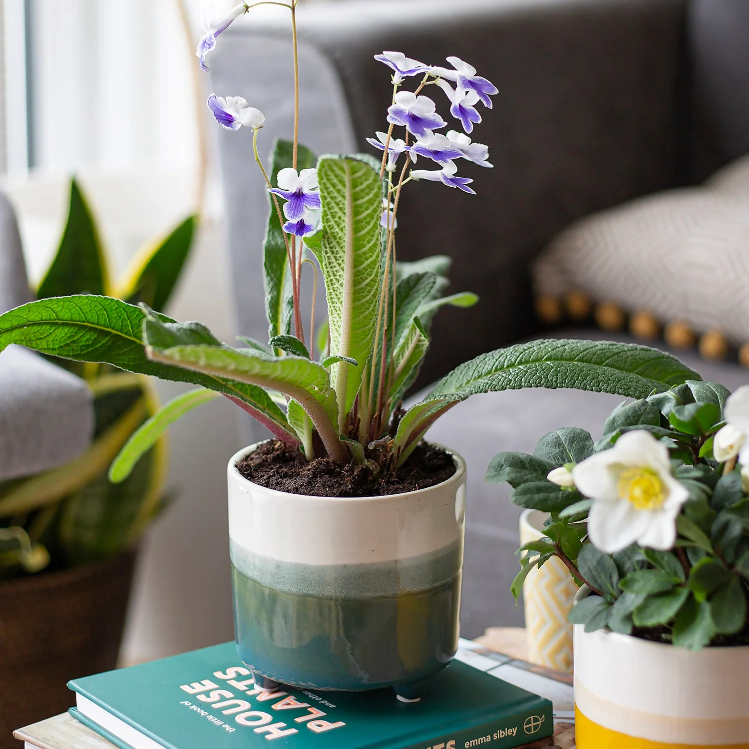 Two Tone Ombre Indoor Plant Pot - 12cm - Image 5