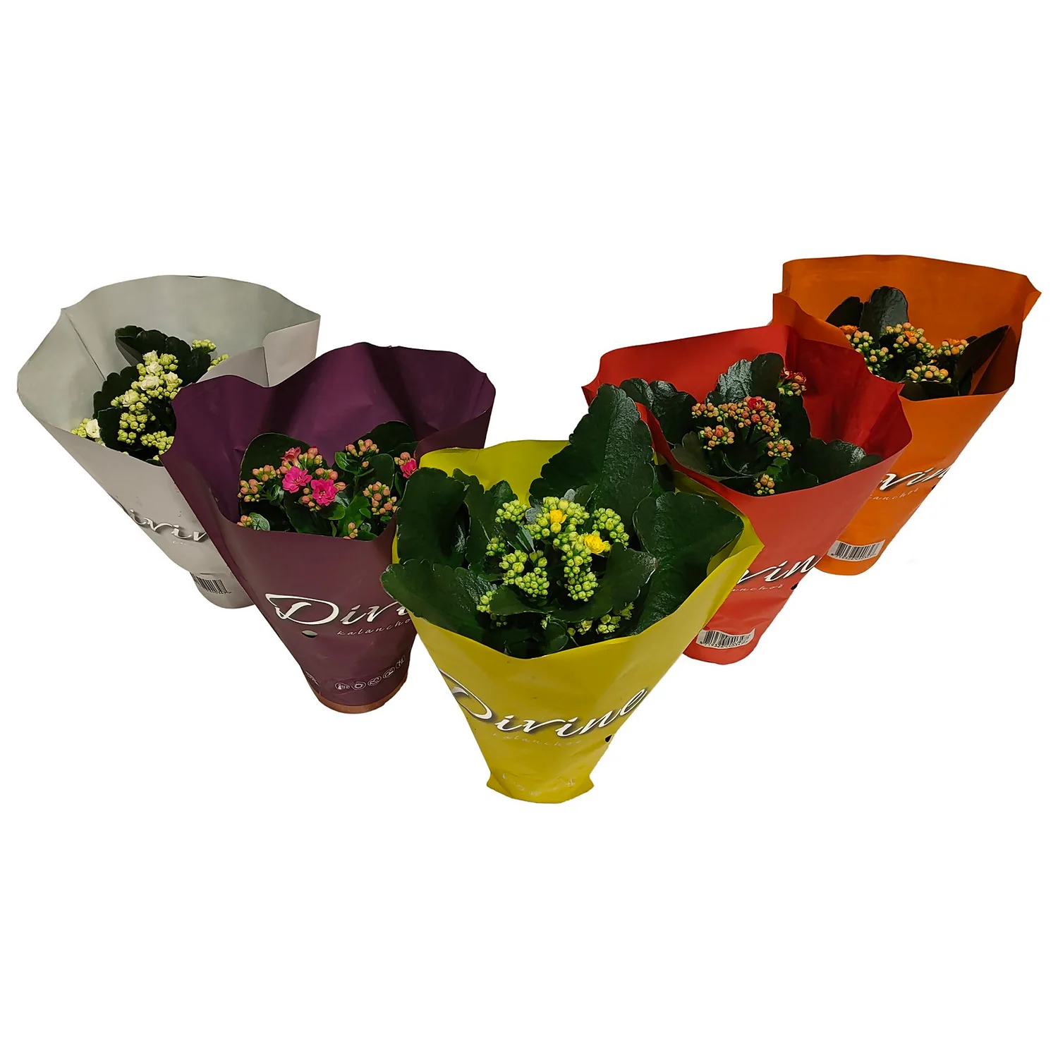 None Kalanchoe (Flaming Katy) Houseplant (Multiple Options Available) - 10.5cm