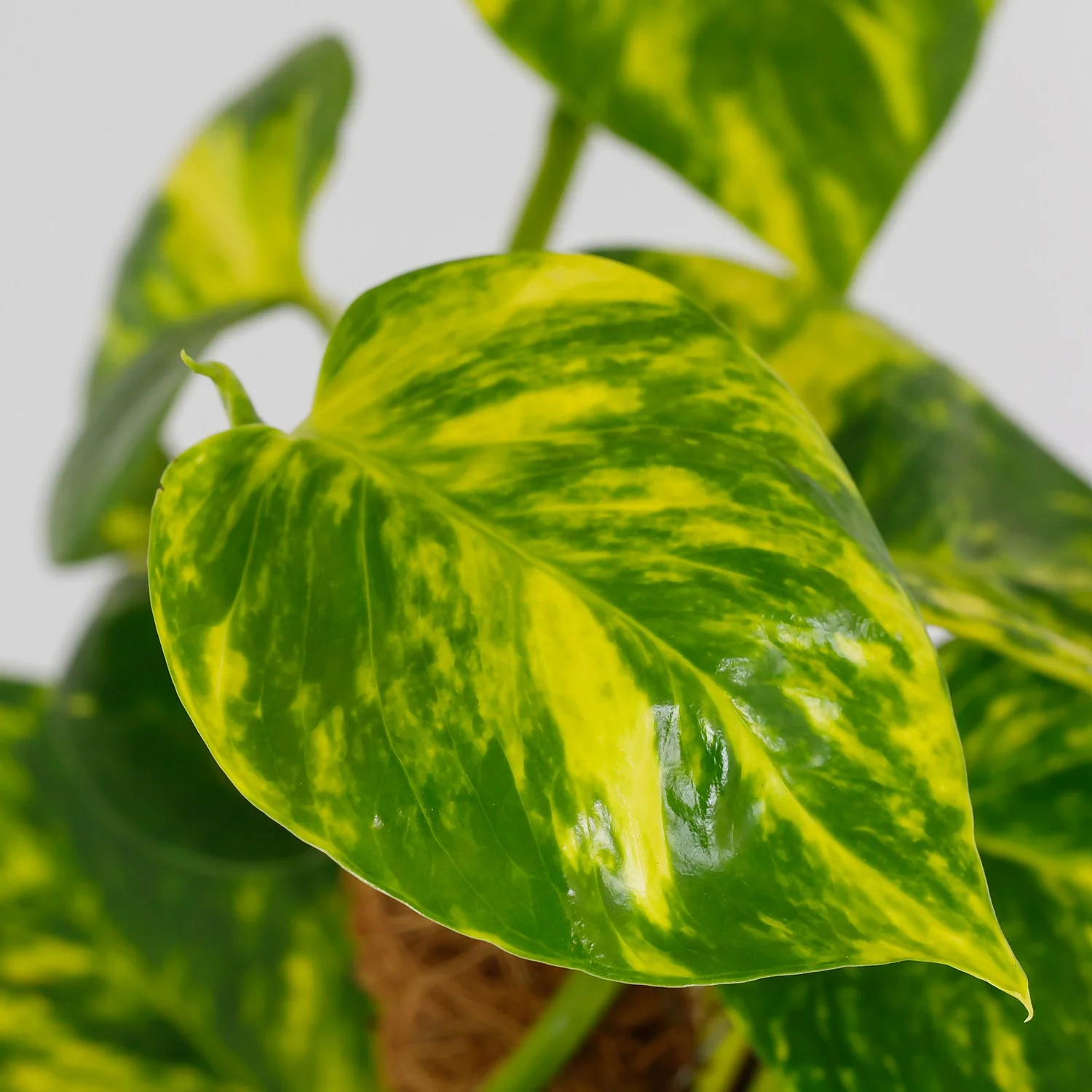 Scindapsus Moss Pole Scindapsus - 17cm - Image 3