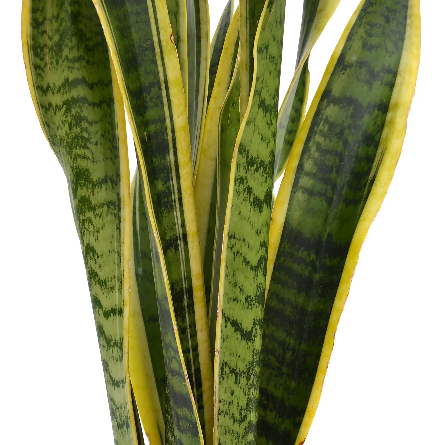 None Sansevieria Trifasciata Laurentii (Mother In Law's Tonque Or Snake Plant) In 19cm Pot - Image 2