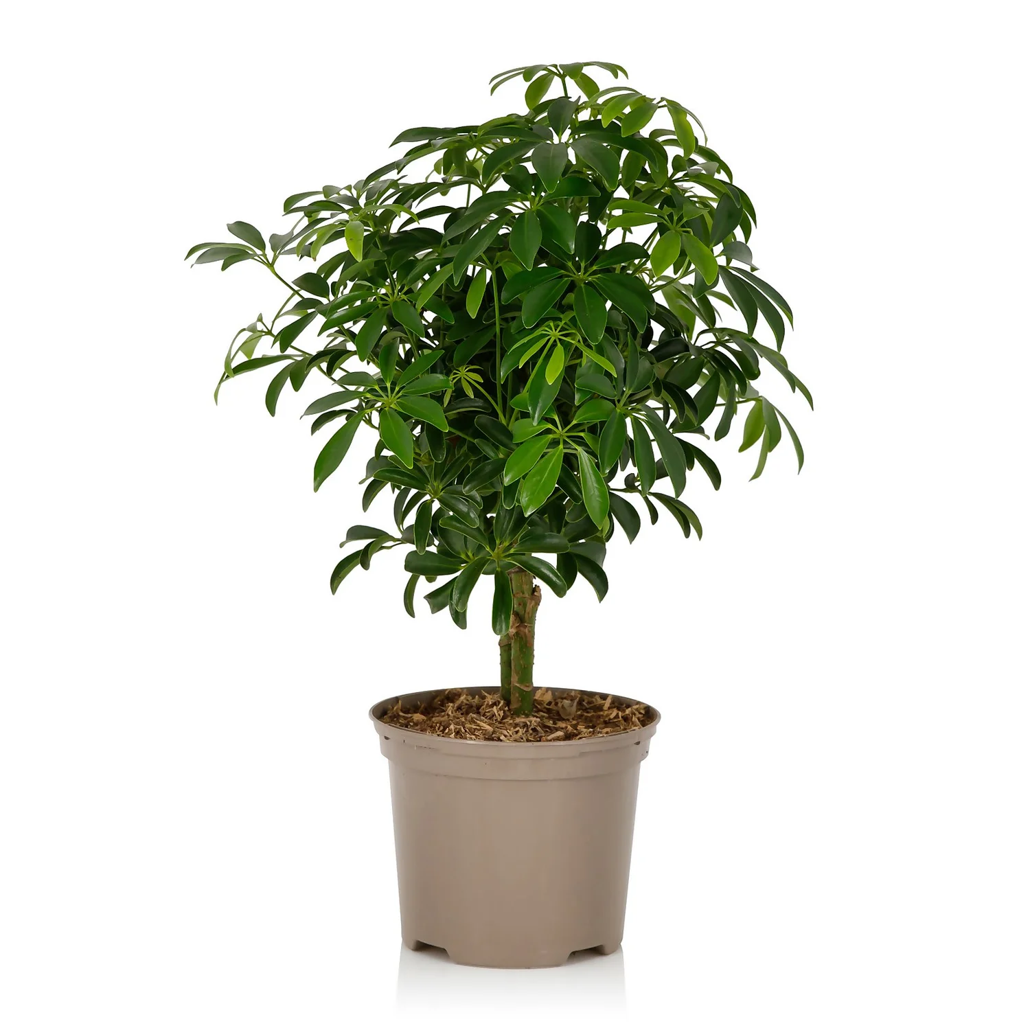 Schefflera - 17cm - Image 5