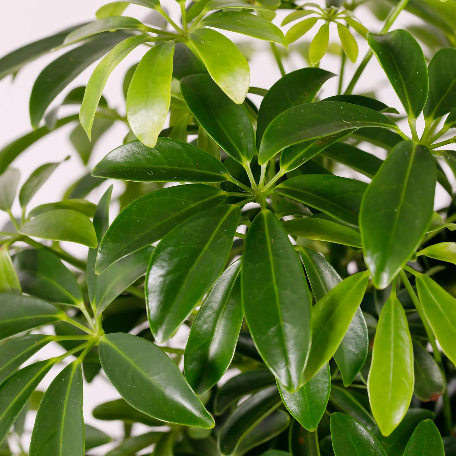 Schefflera - 17cm - Image 9