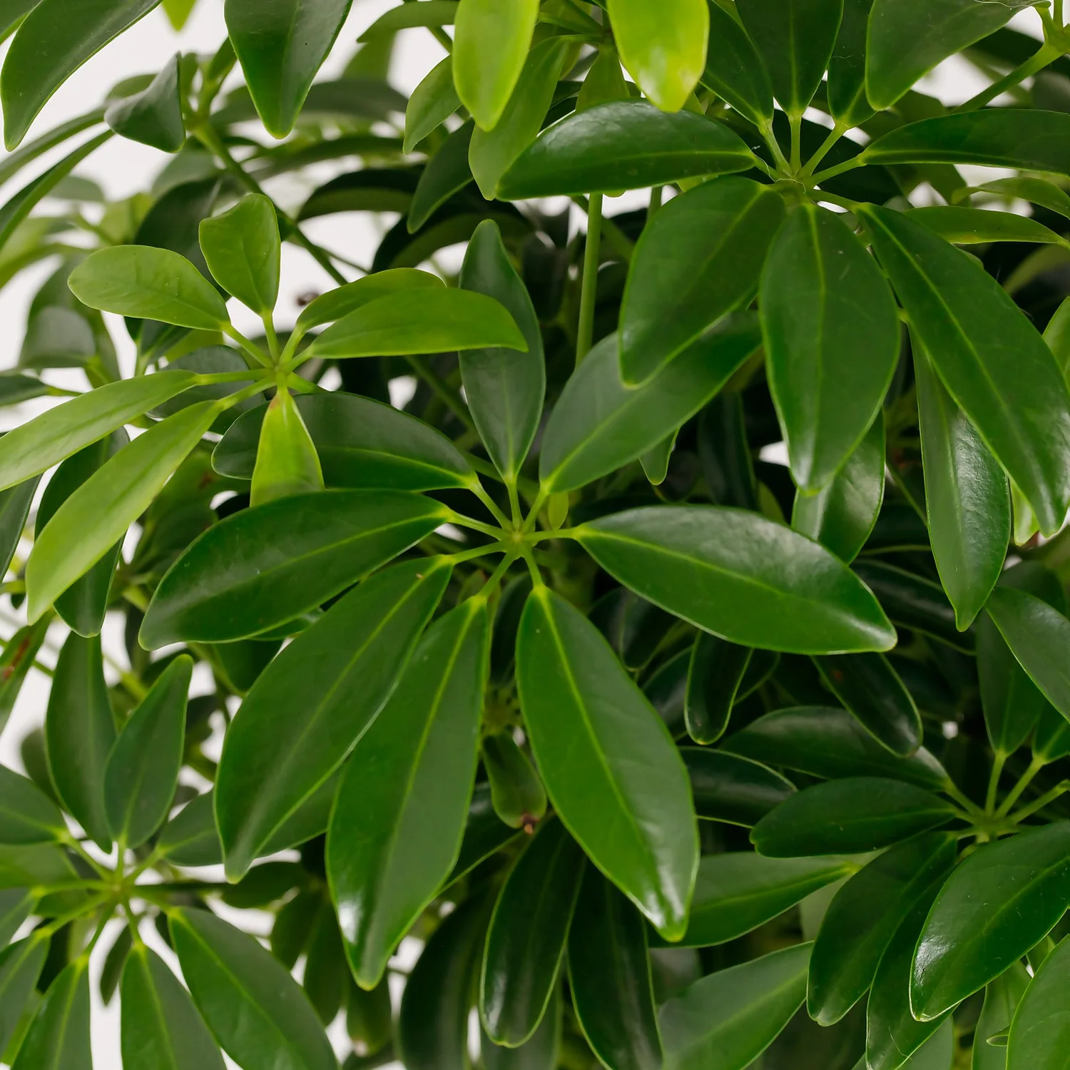 Schefflera - 17cm - Image 7